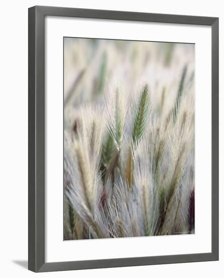 Cattails-John Luke-Framed Photographic Print