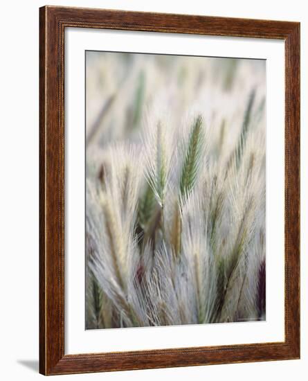 Cattails-John Luke-Framed Photographic Print