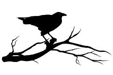 Raven Bird Silhouette-Cattallina-Art Print