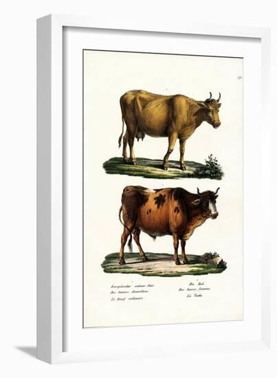 Cattle, 1824-Karl Joseph Brodtmann-Framed Giclee Print