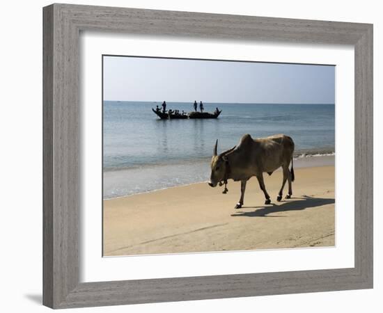 Cattle and Fishing Boat, Benaulim, Goa, India, Asia-Stuart Black-Framed Photographic Print