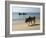 Cattle and Fishing Boat, Benaulim, Goa, India, Asia-Stuart Black-Framed Photographic Print