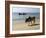 Cattle and Fishing Boat, Benaulim, Goa, India, Asia-Stuart Black-Framed Photographic Print