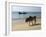 Cattle and Fishing Boat, Benaulim, Goa, India, Asia-Stuart Black-Framed Photographic Print