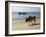 Cattle and Fishing Boat, Benaulim, Goa, India, Asia-Stuart Black-Framed Photographic Print