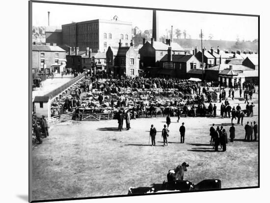 Cattle and Wholesale Market, Kidderminster, 1900-English Photographer-Mounted Photographic Print