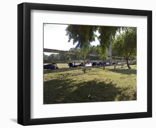 Cattle at Rest-FS Studio-Framed Giclee Print