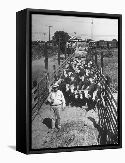 Cattle Being Herded by Farm Workers-null-Framed Premier Image Canvas