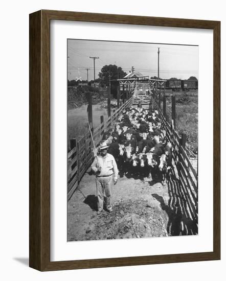 Cattle Being Herded by Farm Workers-null-Framed Photographic Print