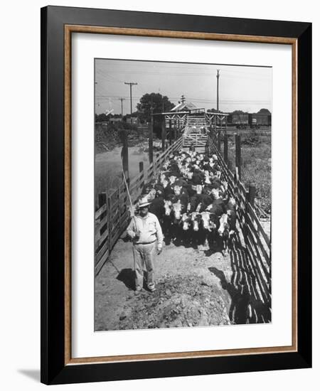 Cattle Being Herded by Farm Workers-null-Framed Photographic Print
