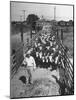 Cattle Being Herded by Farm Workers-null-Mounted Photographic Print