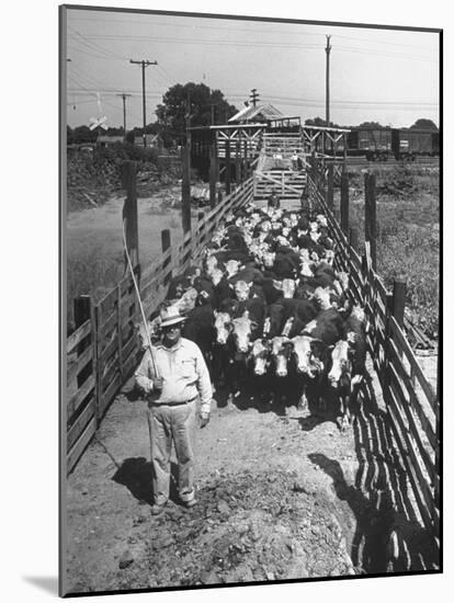 Cattle Being Herded by Farm Workers-null-Mounted Photographic Print