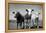 Cattle, County Waterford, Ireland-null-Framed Premier Image Canvas