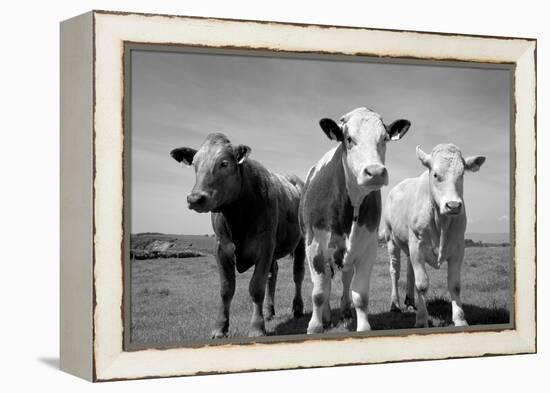 Cattle, County Waterford, Ireland-null-Framed Premier Image Canvas