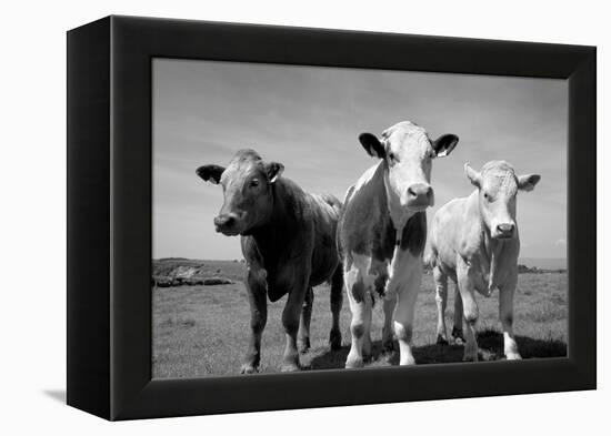 Cattle, County Waterford, Ireland-null-Framed Premier Image Canvas