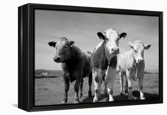 Cattle, County Waterford, Ireland-null-Framed Premier Image Canvas