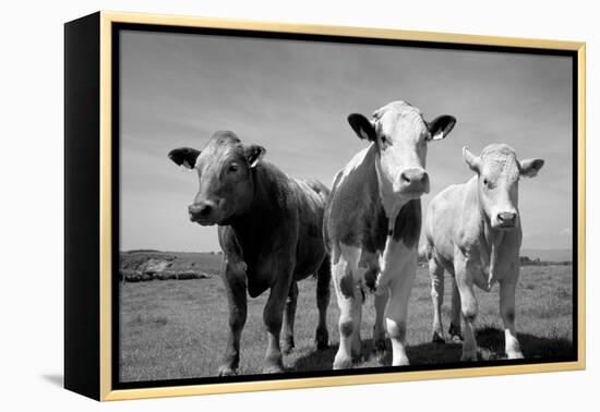 Cattle, County Waterford, Ireland-null-Framed Premier Image Canvas