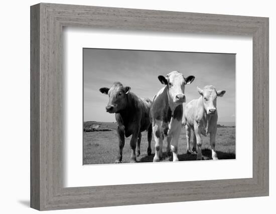 Cattle, County Waterford, Ireland-null-Framed Photographic Print