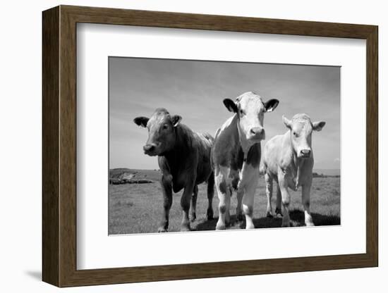 Cattle, County Waterford, Ireland-null-Framed Photographic Print