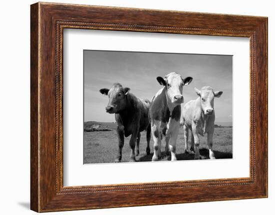 Cattle, County Waterford, Ireland-null-Framed Photographic Print