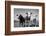 Cattle, County Waterford, Ireland-null-Framed Photographic Print