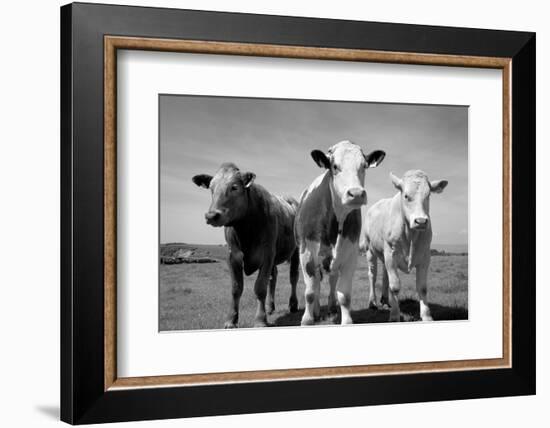 Cattle, County Waterford, Ireland-null-Framed Photographic Print