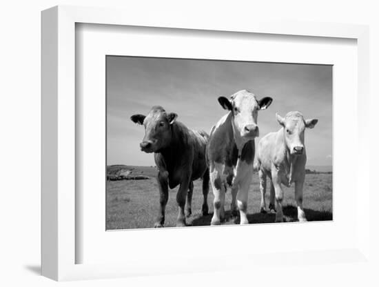 Cattle, County Waterford, Ireland-null-Framed Photographic Print