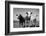 Cattle, County Waterford, Ireland-null-Framed Photographic Print