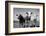 Cattle, County Waterford, Ireland-null-Framed Photographic Print