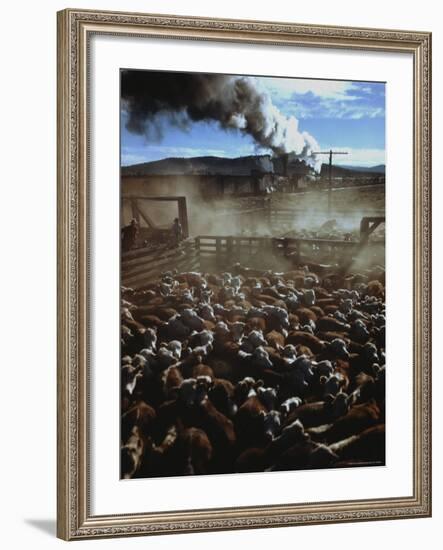 Cattle Drive at Trinchera Ranch-Loomis Dean-Framed Photographic Print