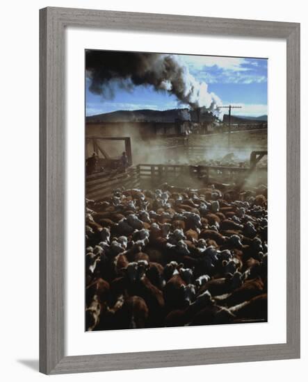 Cattle Drive at Trinchera Ranch-Loomis Dean-Framed Photographic Print