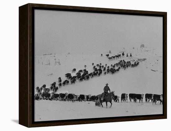 Cattle Drive on Snowy Landscape to Virginia City-Ralph Crane-Framed Premier Image Canvas