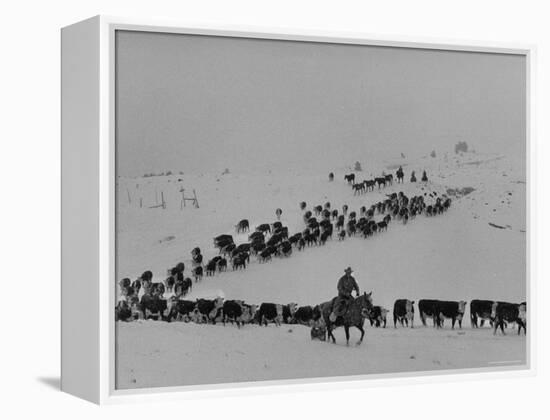 Cattle Drive on Snowy Landscape to Virginia City-Ralph Crane-Framed Premier Image Canvas
