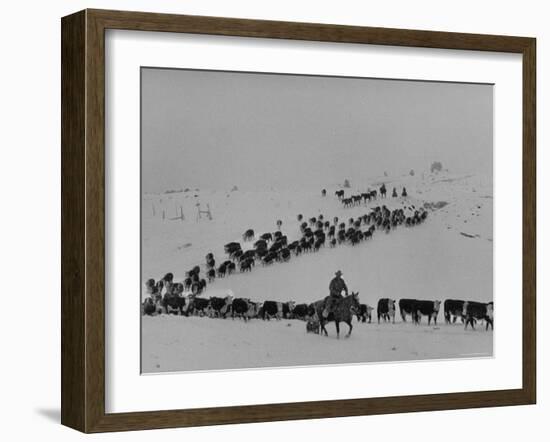 Cattle Drive on Snowy Landscape to Virginia City-Ralph Crane-Framed Photographic Print