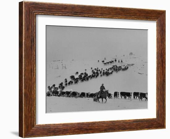 Cattle Drive on Snowy Landscape to Virginia City-Ralph Crane-Framed Photographic Print