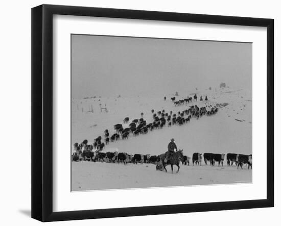 Cattle Drive on Snowy Landscape to Virginia City-Ralph Crane-Framed Photographic Print