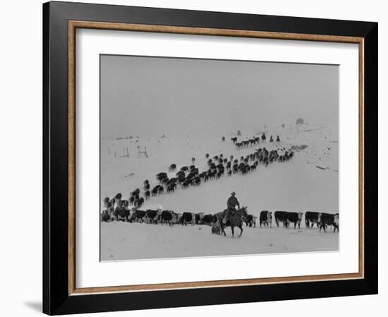 Cattle Drive on Snowy Landscape to Virginia City-Ralph Crane-Framed Photographic Print