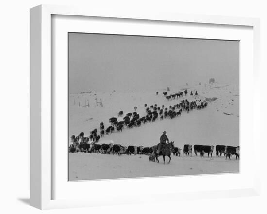 Cattle Drive on Snowy Landscape to Virginia City-Ralph Crane-Framed Photographic Print