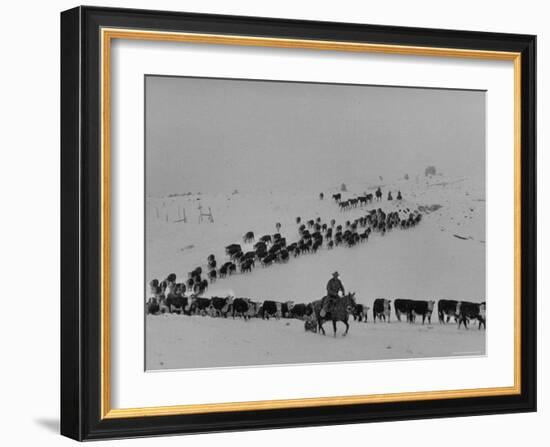 Cattle Drive on Snowy Landscape to Virginia City-Ralph Crane-Framed Photographic Print