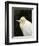 Cattle Egret (Ardea Ibis), North Queensland, Australia-David Wall-Framed Photographic Print