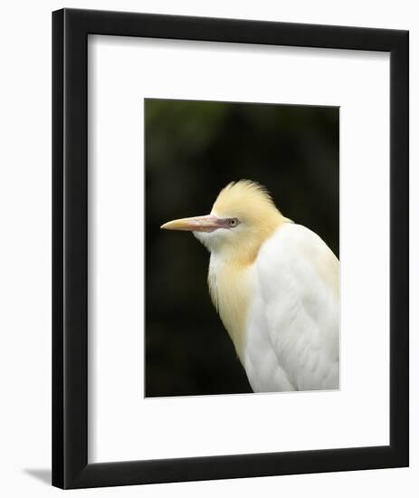 Cattle Egret (Ardea Ibis), North Queensland, Australia-David Wall-Framed Photographic Print