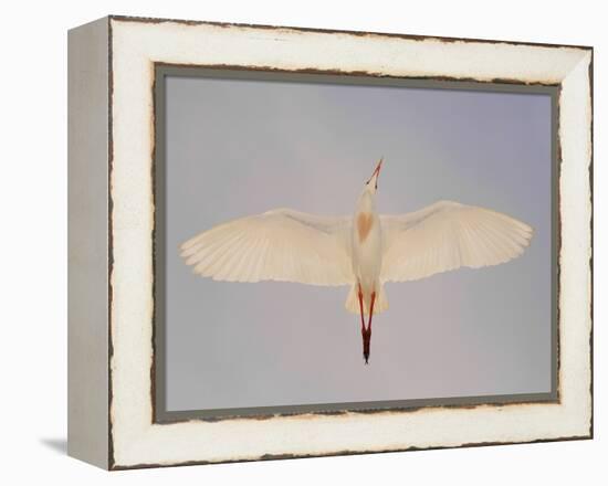 Cattle egret-Arthur Morris-Framed Premier Image Canvas