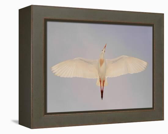 Cattle egret-Arthur Morris-Framed Premier Image Canvas