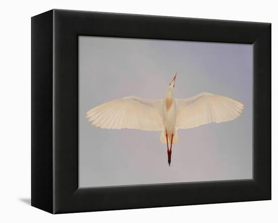 Cattle egret-Arthur Morris-Framed Premier Image Canvas