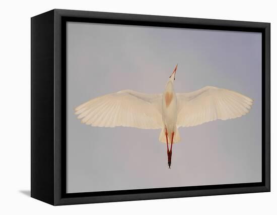 Cattle egret-Arthur Morris-Framed Premier Image Canvas