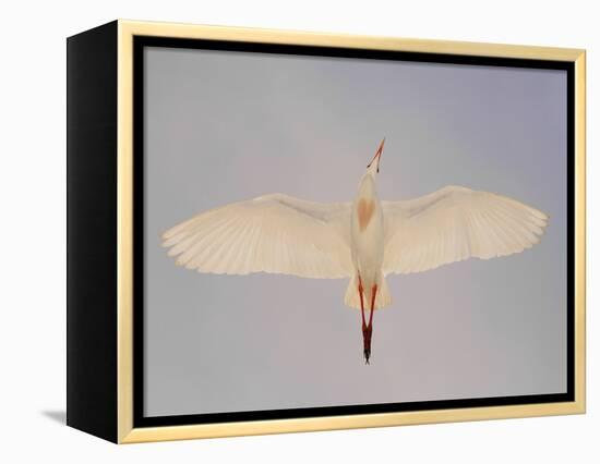 Cattle egret-Arthur Morris-Framed Premier Image Canvas