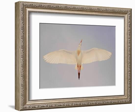Cattle egret-Arthur Morris-Framed Photographic Print