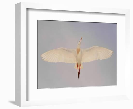 Cattle egret-Arthur Morris-Framed Photographic Print