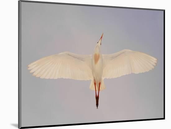 Cattle egret-Arthur Morris-Mounted Photographic Print