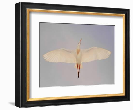 Cattle egret-Arthur Morris-Framed Photographic Print